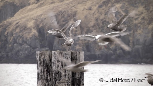 Glaucous-winged Gull - ML201440901