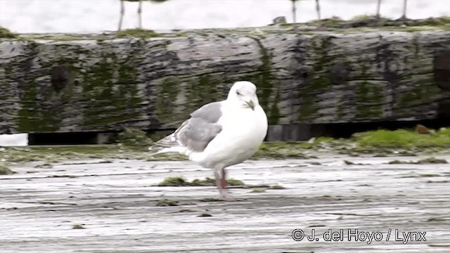 Glaucous-winged Gull - ML201440911