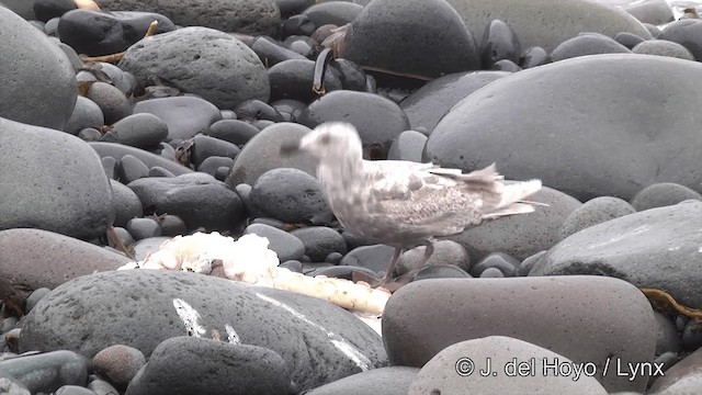 Glaucous-winged Gull - ML201440921