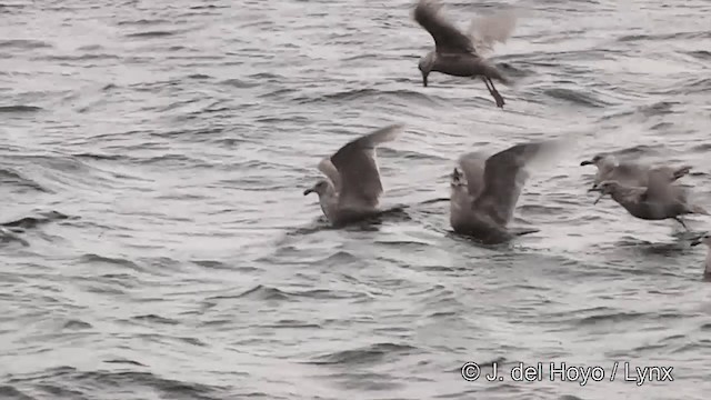 Glaucous-winged Gull - ML201440941