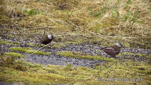 grånakkefjellfink (griseonucha) - ML201440951