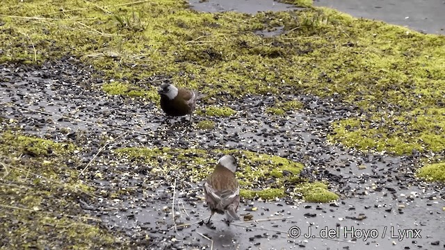 Gray-crowned Rosy-Finch (Aleutian and Kodiak Is.) - ML201440961