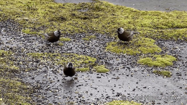 Gray-crowned Rosy-Finch (Aleutian and Kodiak Is.) - ML201440971