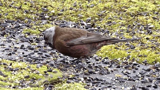 grånakkefjellfink (griseonucha) - ML201440981