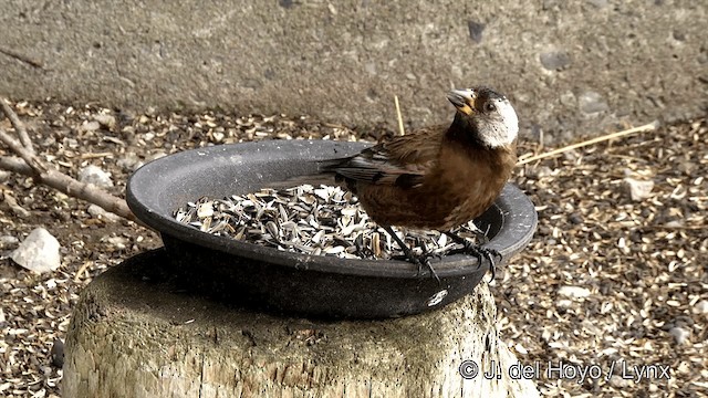 Gray-crowned Rosy-Finch (Aleutian and Kodiak Is.) - ML201441001