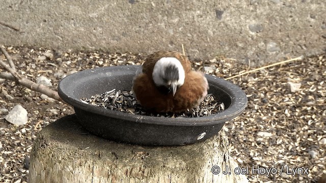 Gray-crowned Rosy-Finch (Aleutian and Kodiak Is.) - ML201441011