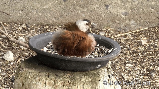 Gray-crowned Rosy-Finch (Aleutian and Kodiak Is.) - ML201441021