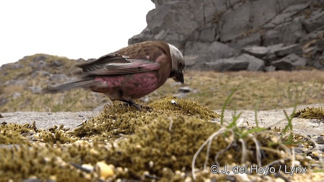 grånakkefjellfink (griseonucha) - ML201441041