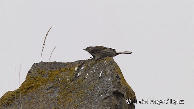 Song Sparrow (sanaka/maxima) - ML201441111