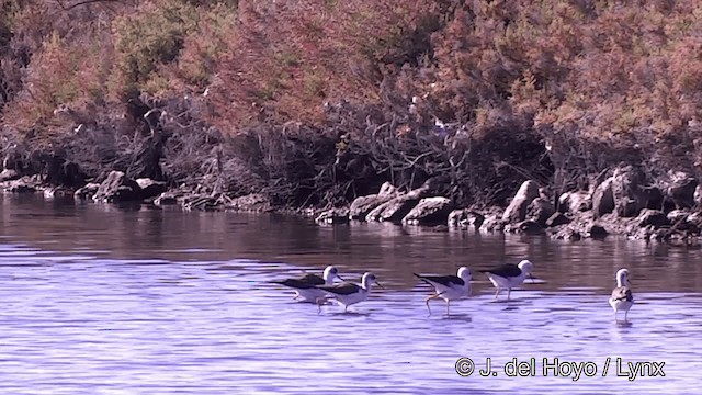 Black-winged Stilt - ML201441151