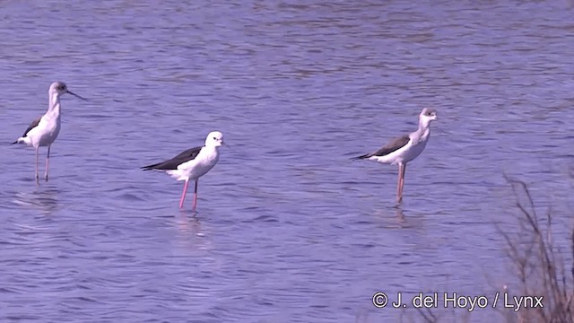 Black-winged Stilt - ML201441161