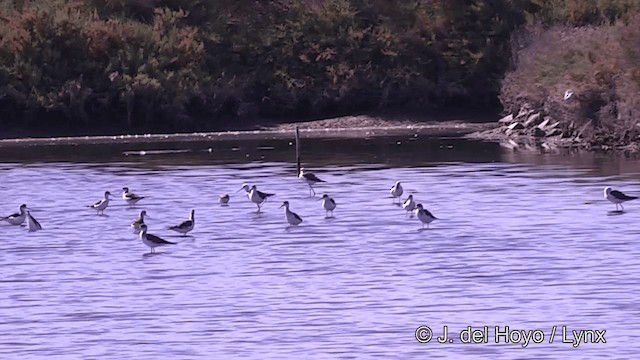 Black-winged Stilt - ML201441171