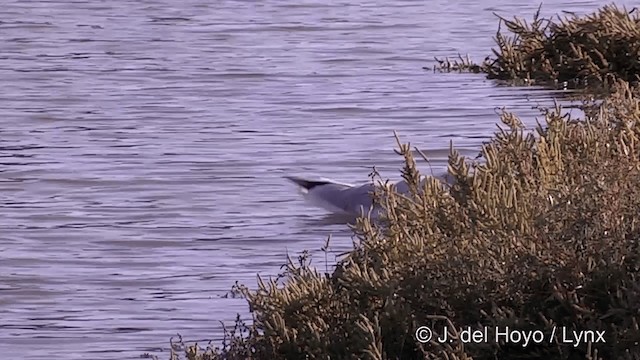 Black-headed Gull - ML201441221