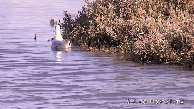 Black-headed Gull - ML201441231