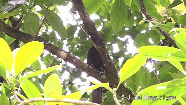 Samoan Starling - ML201441281