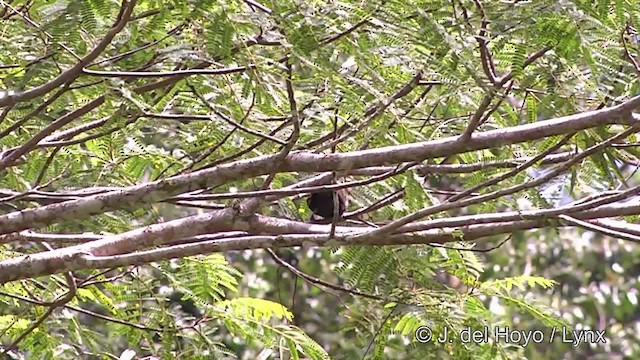 Samoan Starling - ML201441301