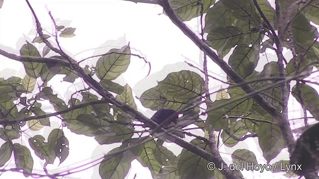 Vanuatu Papağan İspinozu (cyaneovirens/gaughrani) - ML201441321