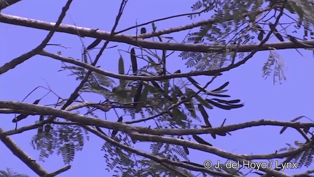 Méliphage foulehaio - ML201441331