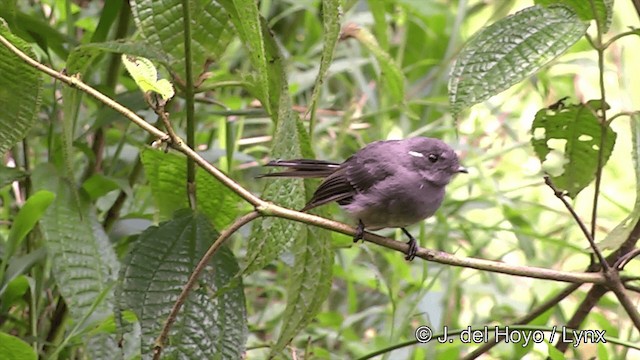 Samoan Fantail - ML201441421