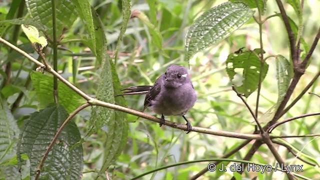 Samoan Fantail - ML201441431