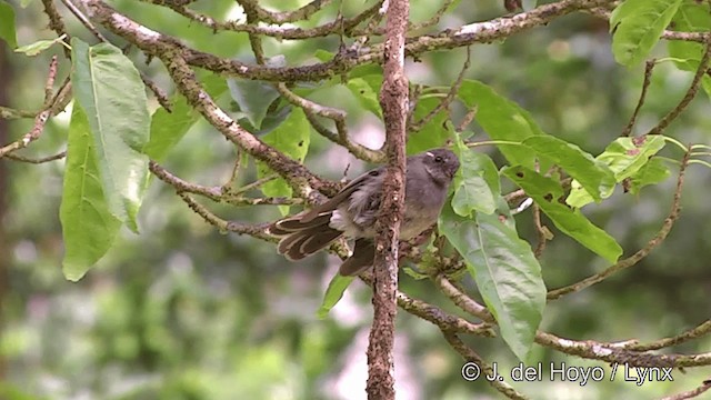 Samoan Fantail - ML201441441