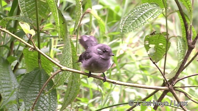 Samoan Fantail - ML201441451