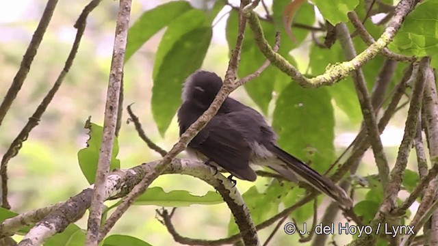 Samoan Fantail - ML201441461