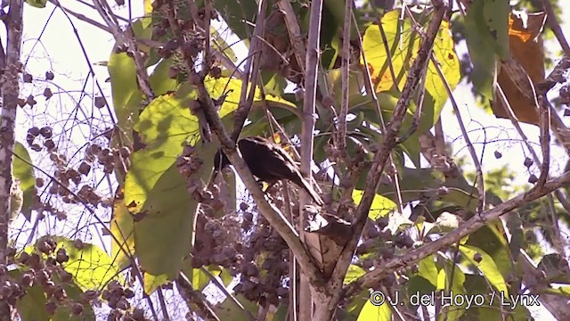 Samoan Starling - ML201441471