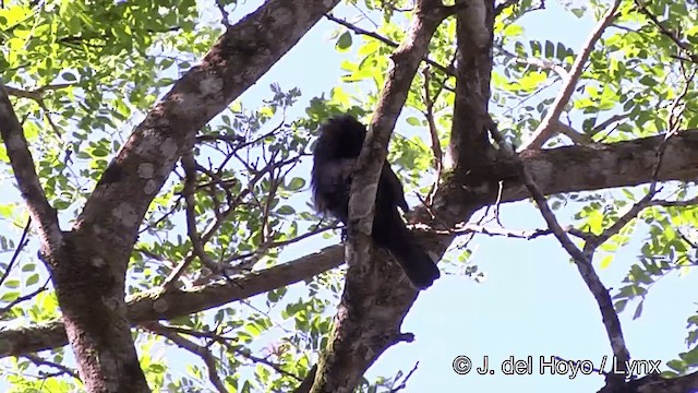 Samoan Starling - ML201441481