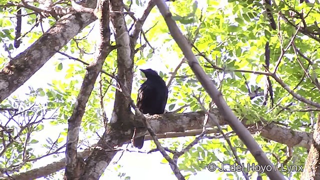 Samoan Starling - ML201441491