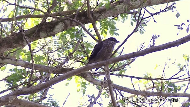 Polynesian Starling (Polynesian) - ML201441501