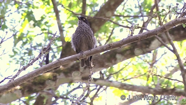 タテジマカラスモドキ（tabuensis グループ） - ML201441511