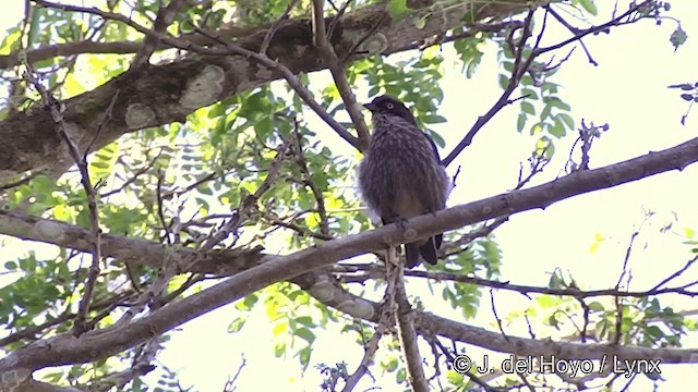 Polynesian Starling (Polynesian) - ML201441521