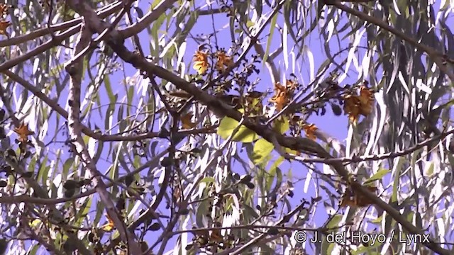 Eastern Wattled-Honeyeater - ML201441531