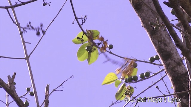Méliphage foulehaio - ML201441541