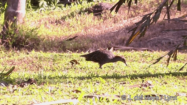 Buff-banded Rail - ML201441561