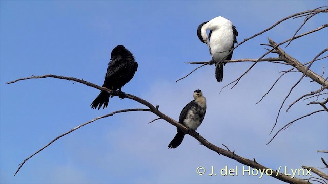 Little Pied Cormorant - ML201441681