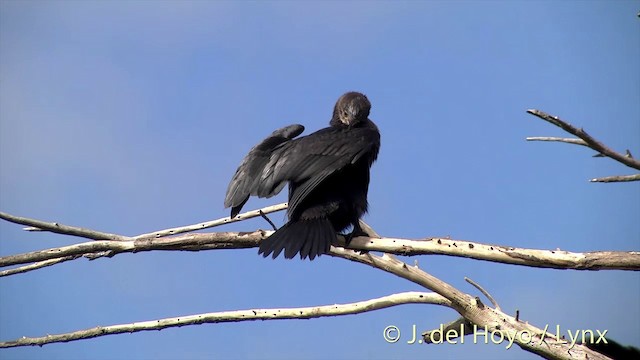 Little Pied Cormorant - ML201441691