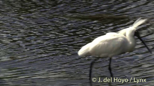 Royal Spoonbill - ML201441791