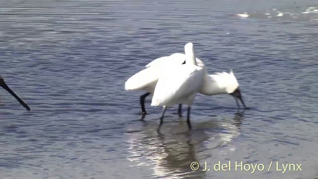 Royal Spoonbill - ML201441801