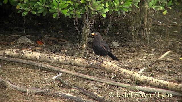 Eurasian Blackbird - ML201441821