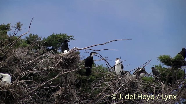 Pied Cormorant - ML201441841