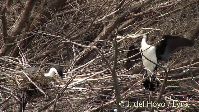 Pied Cormorant - ML201441851