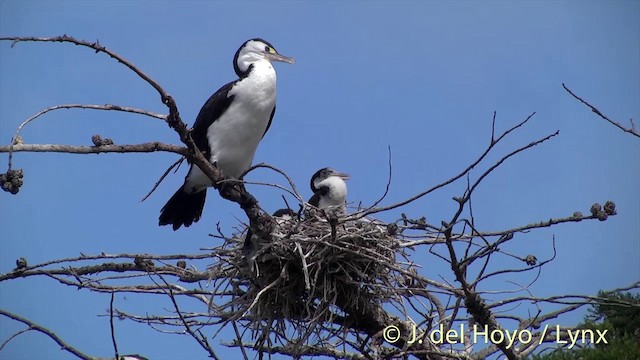 Pied Cormorant - ML201441861