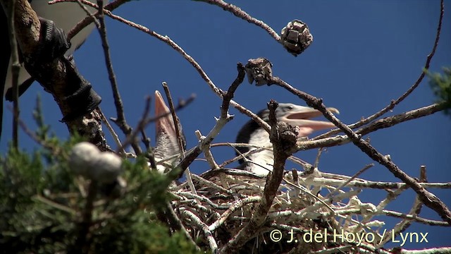 Pied Cormorant - ML201441871