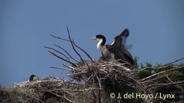 Pied Cormorant - ML201441881