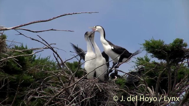 Pied Cormorant - ML201441891