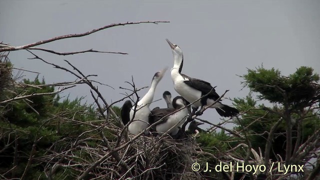 Cormoran varié - ML201441901