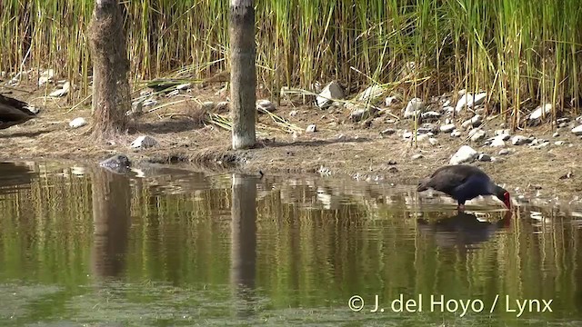 Australasian Swamphen - ML201441911