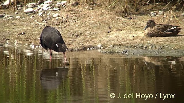 Australasian Swamphen - ML201441921